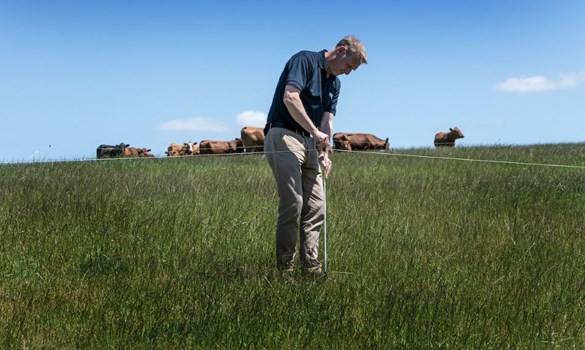 Man stood in a grassy field measuring the grass with cows in the background.